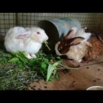 Rabbits Eating Vegetable - Rabbit Videos - Funny Baby Bunny Rabbit Videos Compilation - Cute Rabbits