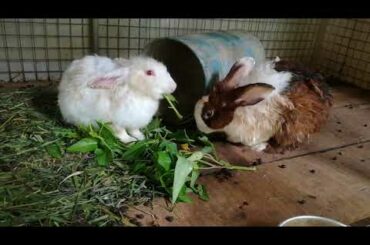 Rabbits Eating Vegetable - Rabbit Videos - Funny Baby Bunny Rabbit Videos Compilation - Cute Rabbits