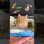 Baby Bunny Netherland Dwarf Nom Nom on Food | I JUST LOVE SEEING ANIMALS EAT!!!