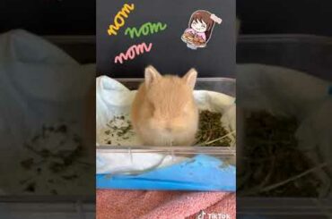 Baby Bunny Netherland Dwarf Nom Nom on Food | I JUST LOVE SEEING ANIMALS EAT!!!