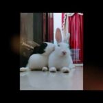 Cute Bunny just can't stop licking : that's how bunny grooming works