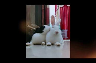 Cute Bunny just can't stop licking : that's how bunny grooming works