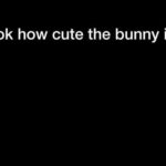 The cutest bunny ever.