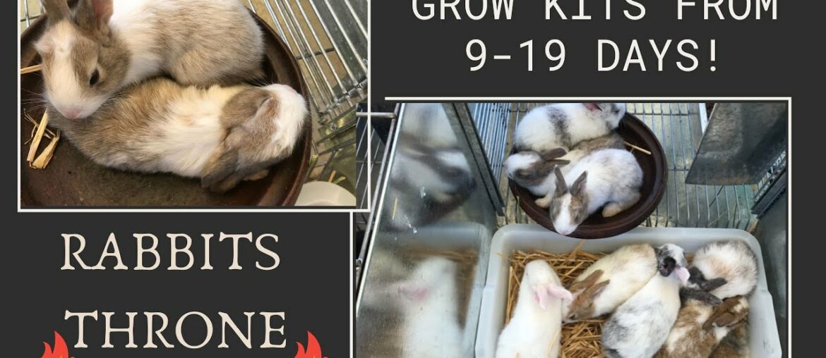 Rabbit Giving Birth and Grow Kits from 9 - 19 Days! - The Cutest Baby Bunnies - Watch us grow (P2)