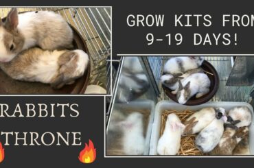 Rabbit Giving Birth and Grow Kits from 9 - 19 Days! - The Cutest Baby Bunnies - Watch us grow (P2)