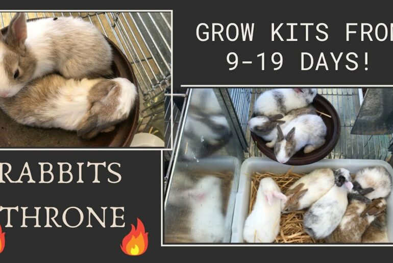 Rabbit Giving Birth and Grow Kits from 9 - 19 Days! - The Cutest Baby Bunnies - Watch us grow (P2)