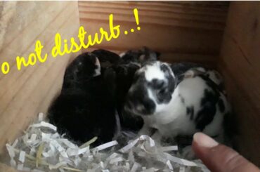 Baby rabbit's reaction when he was sleeping was disturbed
