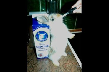 Legolas baby rabbit loves GOATS MILK