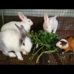 Rabbit - Rabbit Eating Vegetable ASMR - Funny And Cute Baby Ra bit Videos Compilation - Cute Rabbits