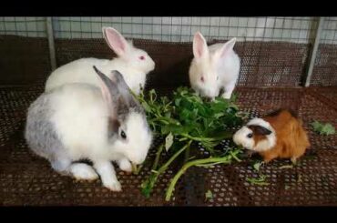 Rabbit - Rabbit Eating Vegetable ASMR - Funny And Cute Baby Ra bit Videos Compilation - Cute Rabbits