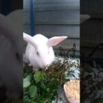Cute rabbit is eating grasses