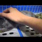 Petting baby rabbit to sleep