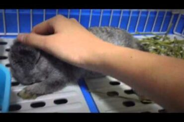 Petting baby rabbit to sleep