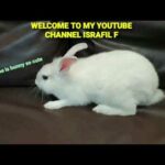 CUTE BABY BUNNY RABBIT IS LOOKING FOR SOMETHING/ISRAFIL F