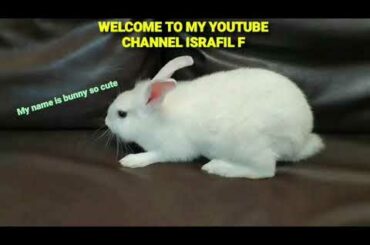 CUTE BABY BUNNY RABBIT IS LOOKING FOR SOMETHING/ISRAFIL F