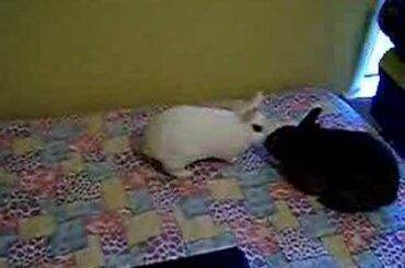 Baby Bunny 16 days old! Sept. 25th 2006