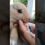 My cute rabbit 2(giving medicine)