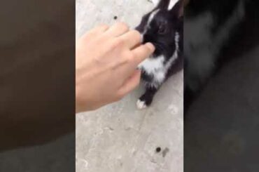 Cute baby bunny