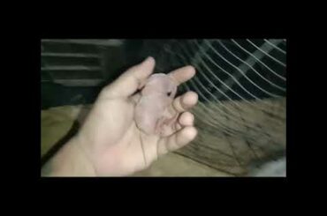 Cute Bunnies Taking Mother Milk | Braitu Vlogs