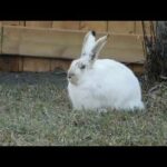 -Cute Rabbits -Funny Baby Bunny Rabbit Videos Compilation. Cute Rabbits on the earth. Love Rabbits.