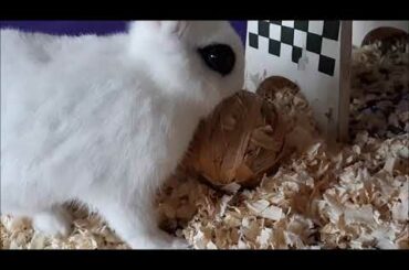 Cute Bunny Chews Toy