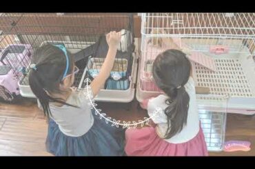 Getting cute mini Holland Lop baby bunnies! What do you need to prepare?