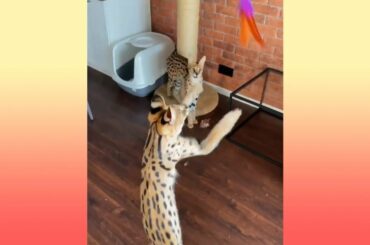 Cute Animal Videos | Cute Baby Animals Compilation