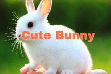 Cute Bunny,Funny Cat Video