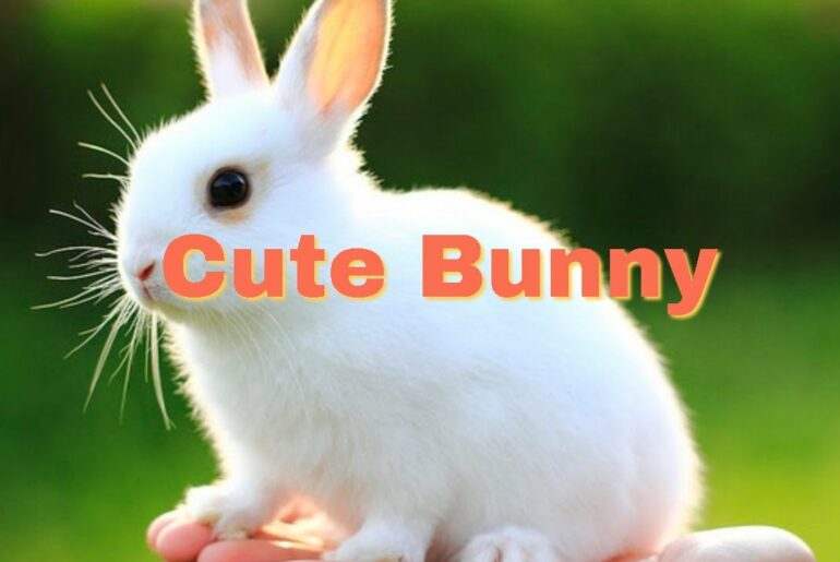 Cute Bunny,Funny Cat Video