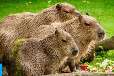 Top Funny and Incredible Animals Compilation | Capybara | Baby Bunny Island in Japan #13