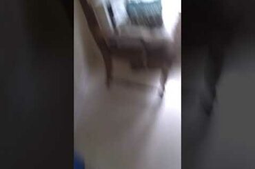 ADORABLE BABY BUNNY (MUST WATCH)