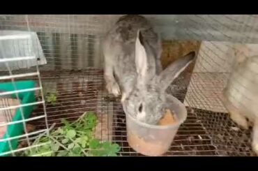 Cute Rabbit Babies