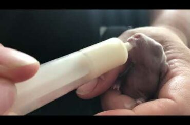 Feed my baby rabbit (cute)