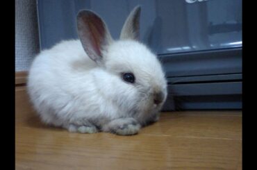 cute bunny!