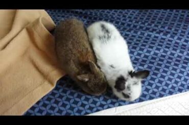2 cute  baby bunnies were too scared to jump out of bed, running around the bed instead
