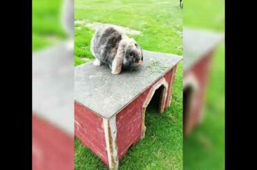 Rabbit cute and best videos for baby