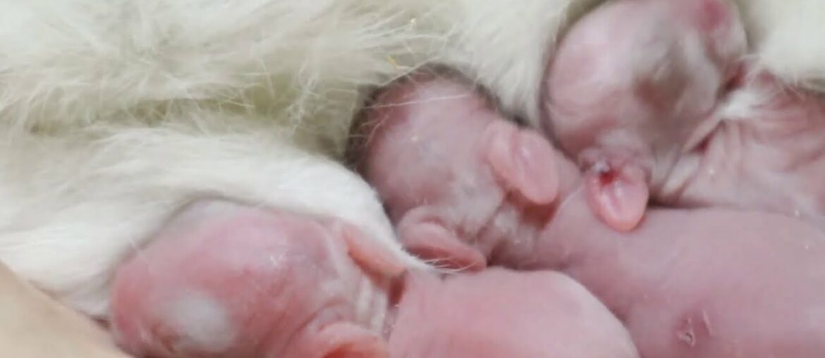 The Cutest Newborn Baby Bunny - day 2 after birth