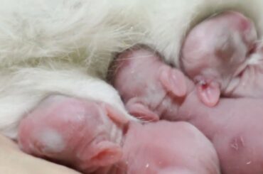 The Cutest Newborn Baby Bunny - day 2 after birth