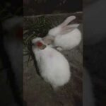 Baby Rabbits Eating Grass