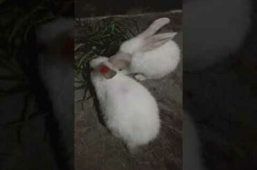 Baby Rabbits Eating Grass