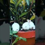 Rabbit #whiterabbit #rabbit #cuterabbit