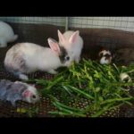 Watch Rabbit Eating - Rabbit Videos - Cute Rabbits - Funny and Cute Baby Rabbit Videos - Rabbit