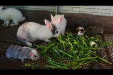 Watch Rabbit Eating - Rabbit Videos - Cute Rabbits - Funny and Cute Baby Rabbit Videos - Rabbit