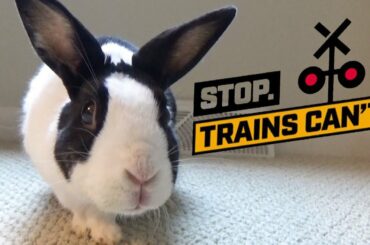 Rabbit learns train safety