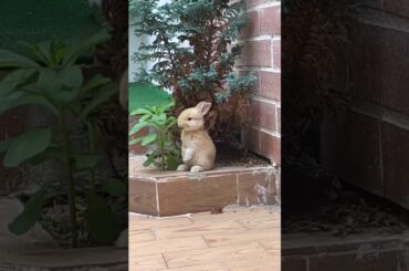 Baby Rabbit Eating Plants // Animal Lovers // Viral Ullu