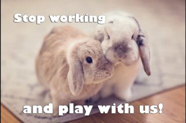 Working from home with NEEDY free roaming bunnies | ASMR | Funny