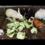 Rabbit Eating Cabbage - Rabbit Eating - Funny and Cute Baby Rabbit Videos - Cute Rabbits - Rabbit