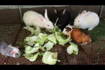 Rabbit Eating Cabbage - Rabbit Eating - Funny and Cute Baby Rabbit Videos - Cute Rabbits - Rabbit