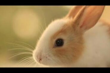 Cute rabbit