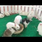 Cute Rabbit Videos  | Best cutties Rabbit